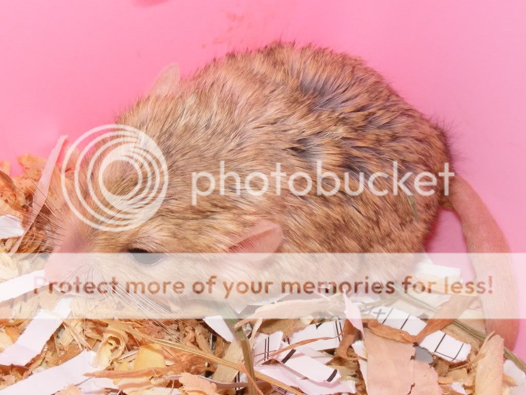 Algerian (male) Duprasi photo: Algerian Duprasi algerianfemale.jpg