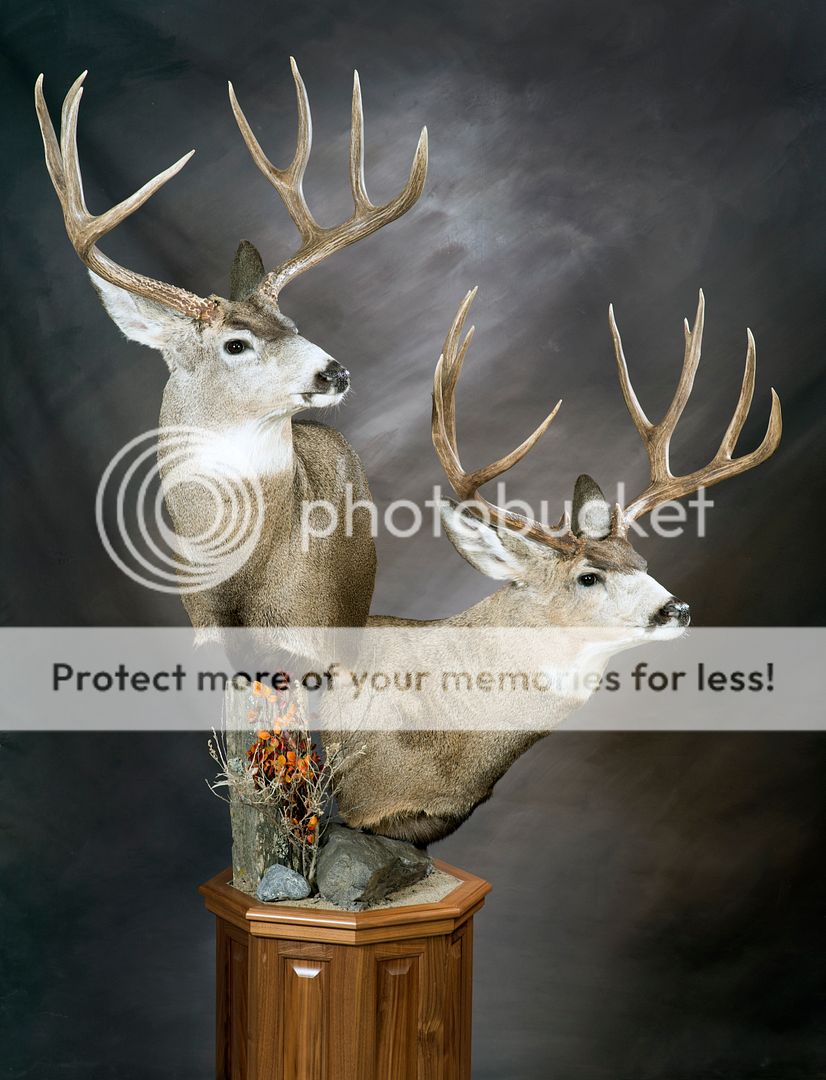 Double mule deer pedestal mount Alberta Outdoorsmen Forum