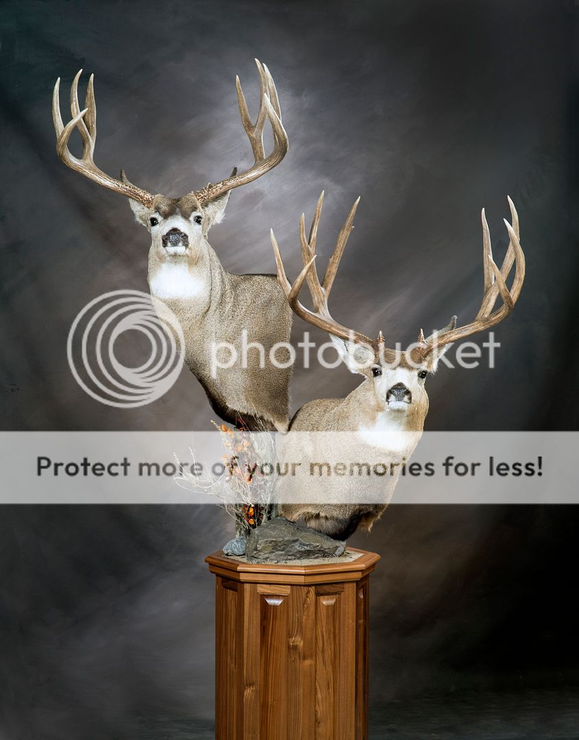 Double mule deer pedestal mount Alberta Outdoorsmen Forum
