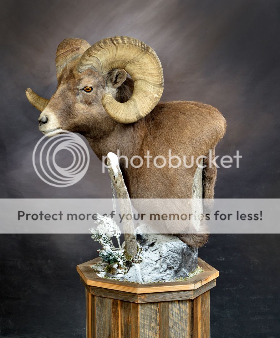 Bighorn sheep pedistal mount Alberta Outdoorsmen Forum