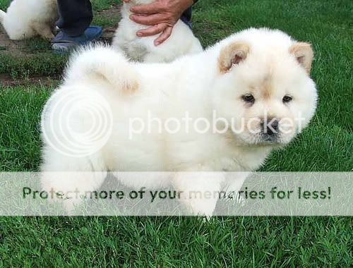 Fotos De Perritos Peludos De Los Blancos Y Cafes Fotos De Perritos Peludos De Los Blancos Y Cafes