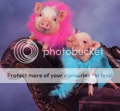 pig6.jpg pig6 image by Ruffus_1961