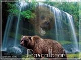 WBpascalbear.jpg pascal tag image by pascalbear54
