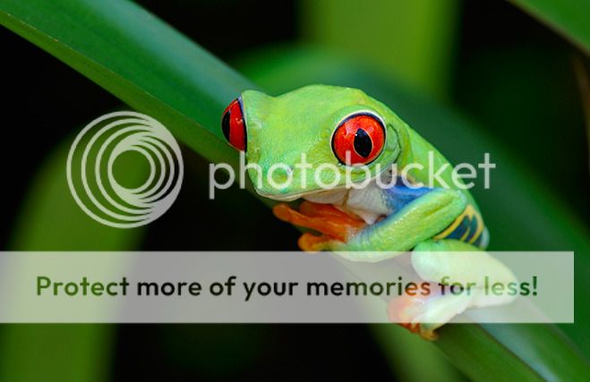  photo Red-eyed-Tree-Frog-Agalychnis-callidryas_RST0169501_zpsnfzlaaro.jpg