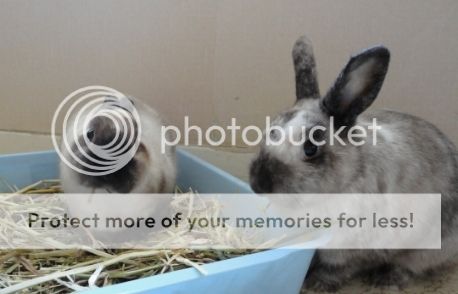  photo 2631dc4b-d0ec-44e8-a321-8171f10ca8f3_zpsgvjz6wjr.jpg