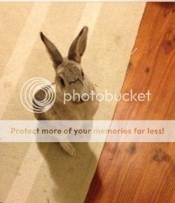  photo 85cc5801-a5bf-4431-a725-96387dd98618_zps0owmdhkt.jpg