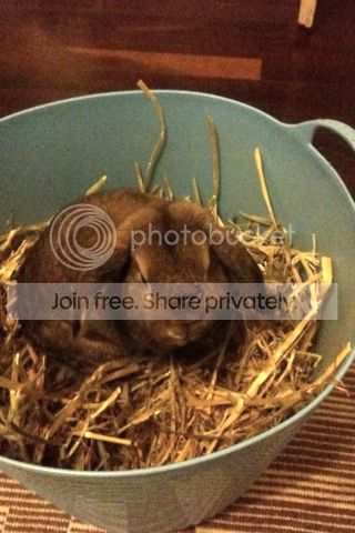  photo image_zps0c32fe72.jpg