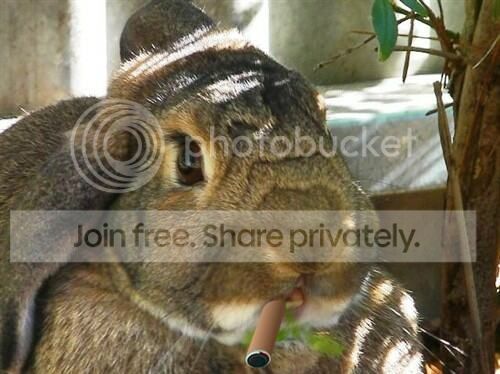  photo image_zps14a7bc7e.jpg