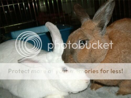  photo image_zps2a79d4ff.jpg