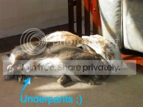  photo image_zps2e80d674.jpg