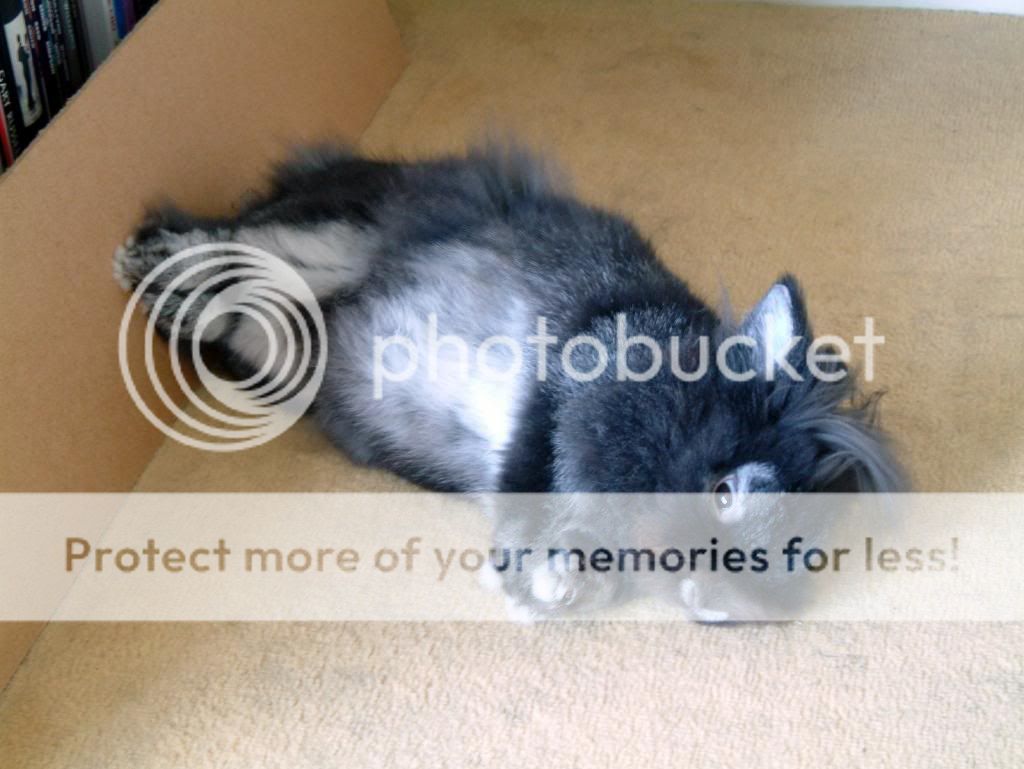  photo image_zps2ee90658.jpg