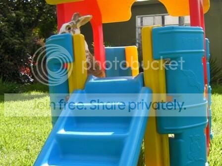  photo image_zps338f0a55.jpg