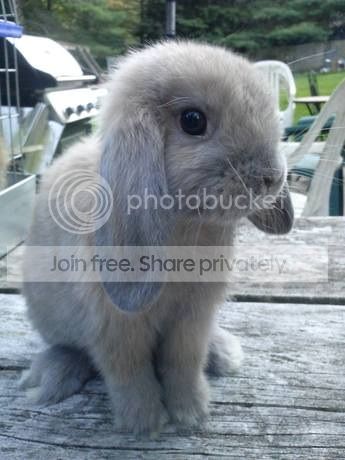  photo image_zps5cb643c0.jpg