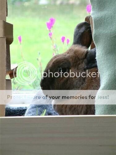  photo image_zps75e695b8.jpg