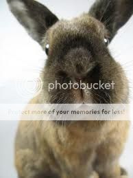  photo image_zps7659b47c.jpg