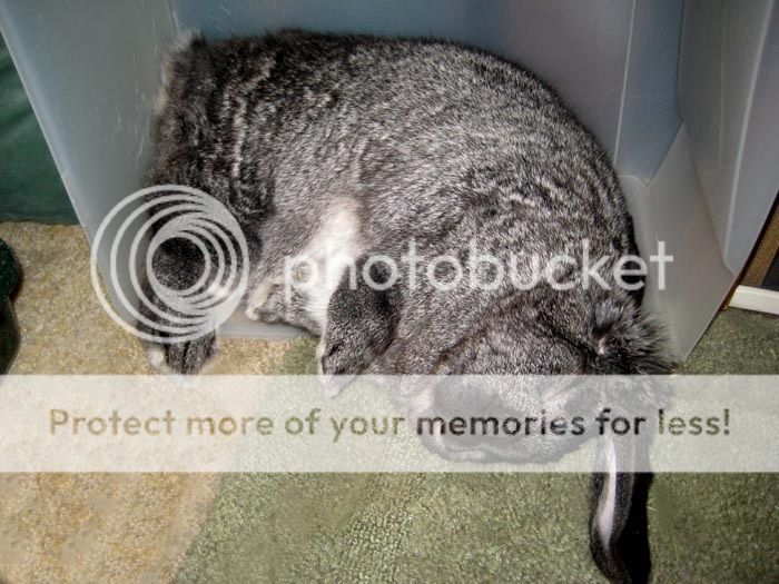  photo image_zps9117f336.jpg