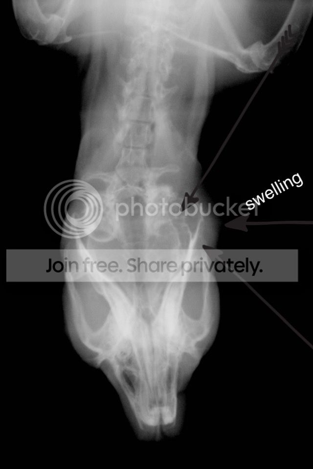  photo image_zps98ihz40b.jpeg