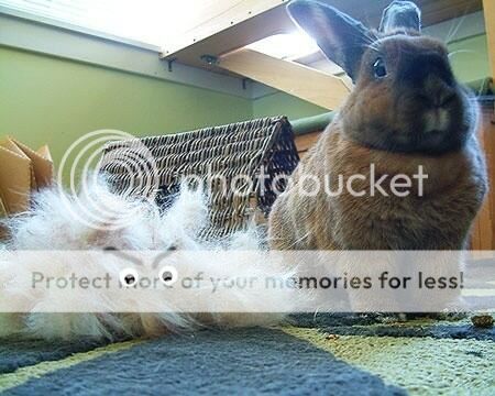  photo image_zpsa4e2dcb4.jpg