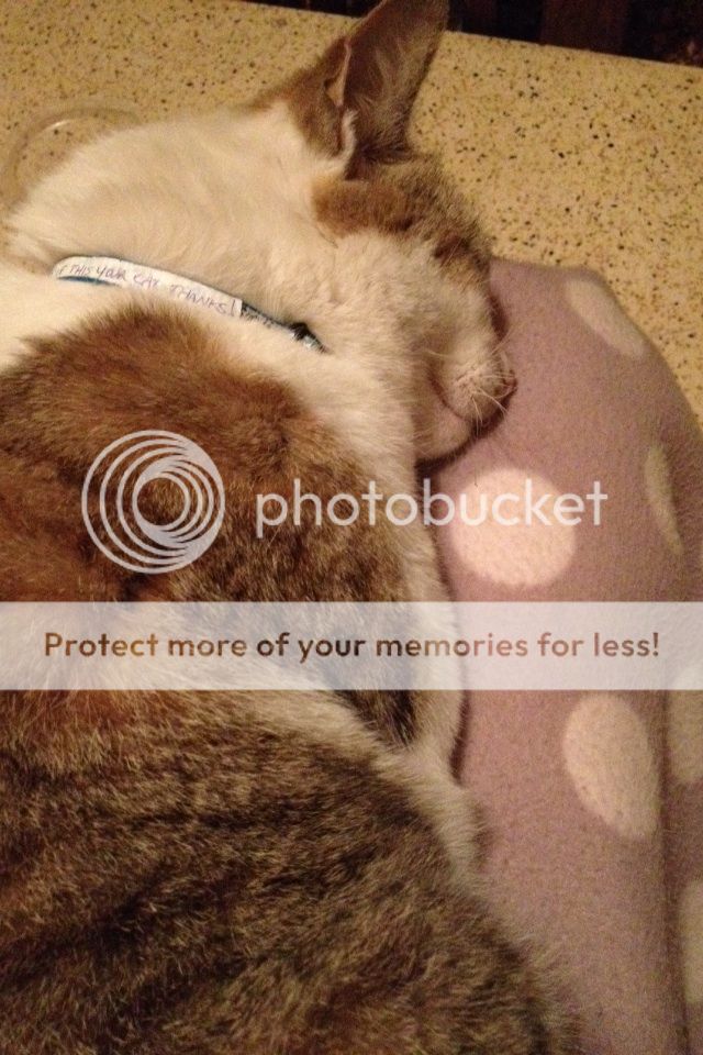  photo image_zpsadngqtgp.jpg