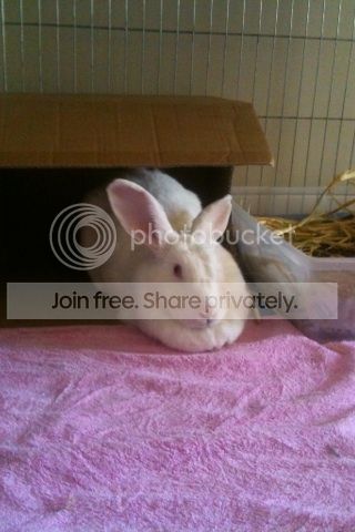  photo image_zpsbc7987ee.jpg