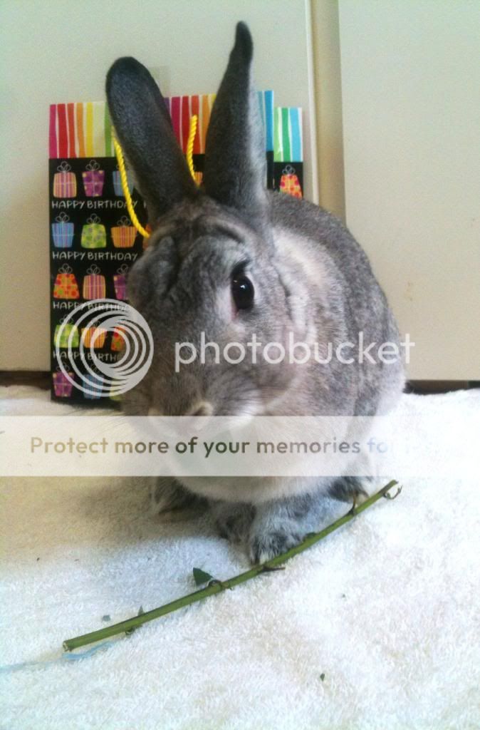  photo image_zpsc11b5789.jpg