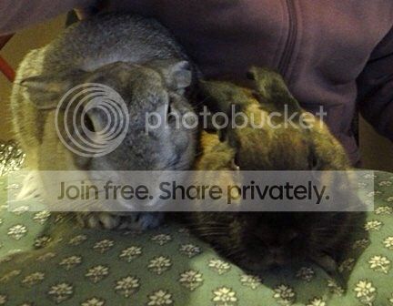  photo image_zpsd9da3e25.jpg