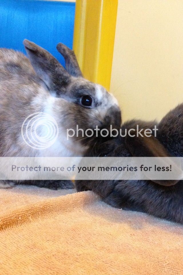  photo image_zpsff64nllu.jpg