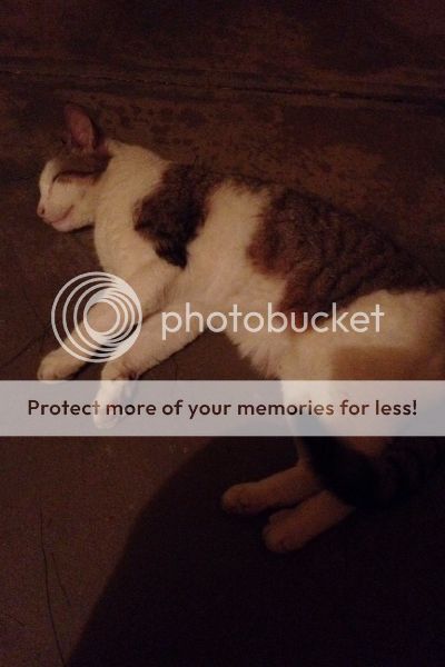  photo image_zpsm6u9grhk.jpg