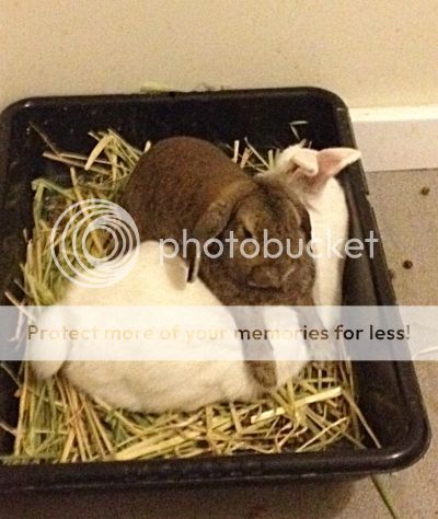  photo image_zpssxl5egpo.jpg