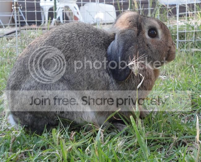  photo Nov2013e_zps762234fd.jpg