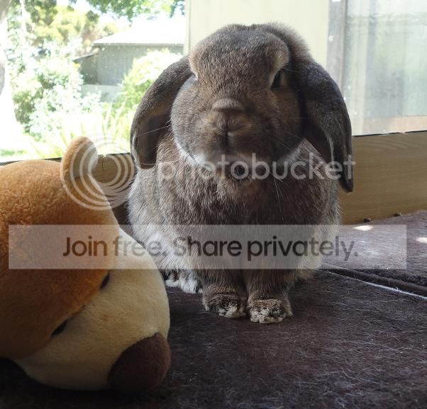  photo Nov2013h_zps51e5ec7e.jpg