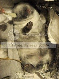  photo image_zps4f0a67d9.jpg