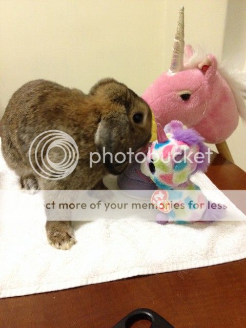  photo 16 480x640 2_zps2jeg7h63.jpg