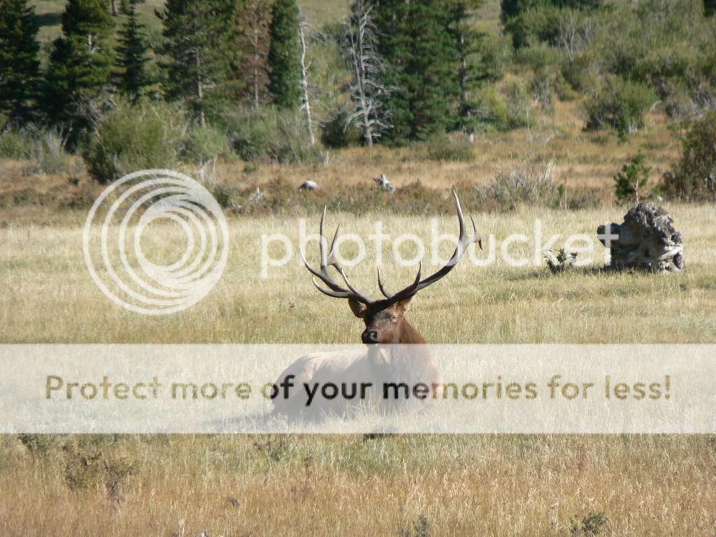 Elk size and antler development? 24hourcampfire